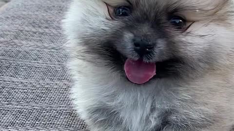 Cute Puppies Video