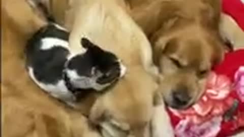 Cat Really Love Cuddling with Sweet Golden Dogs