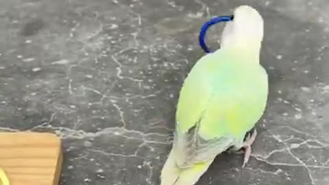 Smart Parrot playing Toss Game here its so funny