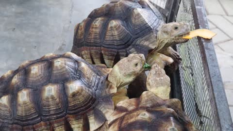 LUCU SEKALI, KURA KURA SULCATA INI LAGI BEREBUT MENCARI MAKAN