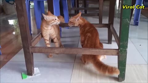Cat fight 😼
