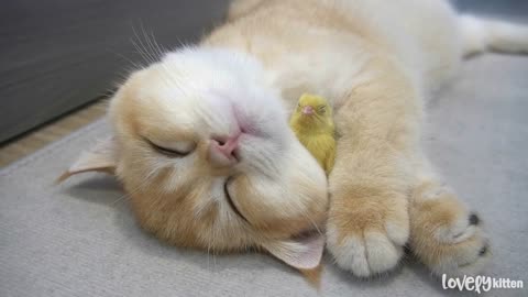 Kitten and tiny bird sleep sweetly together