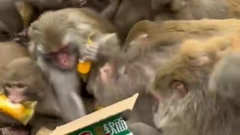 The monkeys are eating like crazy.