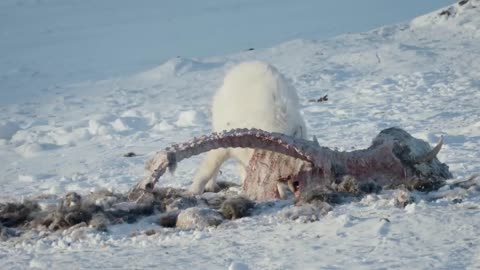 Hungry Polar Bear