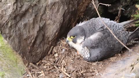 The Brutal Hawk Rips Wild Animals| Summary Of Hawk's Most Terrifying Attacks With Wild Animals