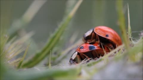 ladybug