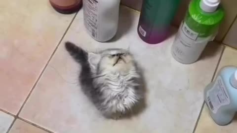 The cute cat thinks he is shampoo bottle 🤣🤣🤣