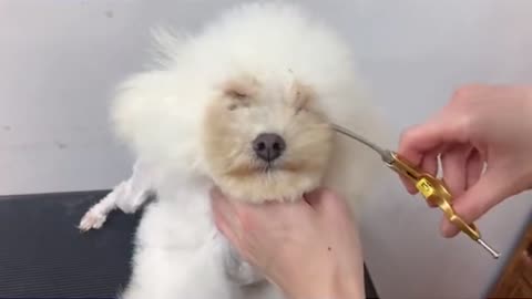 Little White Poodle Puppy Grooming_ Groom Cutest Little Poodle Puppy _ Puppy Groomy