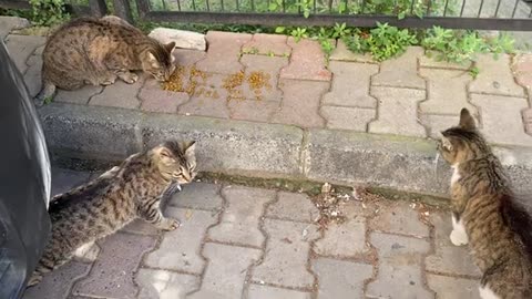 I gave food to cute cats living on the street. These cats are so cute.