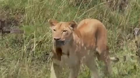 Amazing wildlife video of animals lion, and others animals