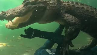 a swim with the alligator