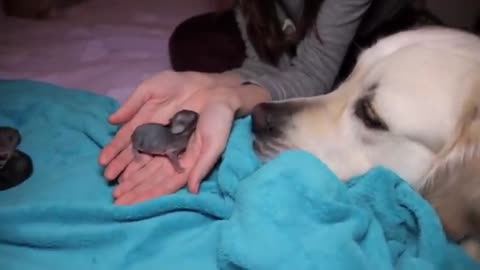 Golden Retriever and Baby Bunnies 3 days old [CUTENESS OVERLOAD]