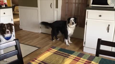 Bratty Dog Stomps Paws When She Told She Can't Go Outside