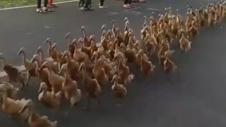 Parade duck