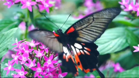 Beautiful colourful butterfly with flowers