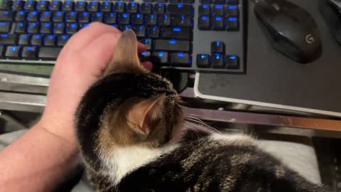 Cat Is More Important Than Keyboard