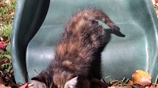 Slippery Sliding Kitten Lands in leaves