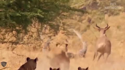 Buffalo Leading Herd Rescues His Teammates From Lion Chase || Wild Animal Attack 2022