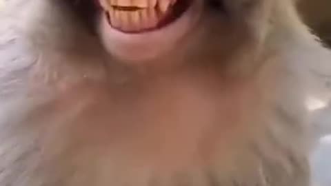 Monkey funny video