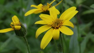 Streambank Arnica