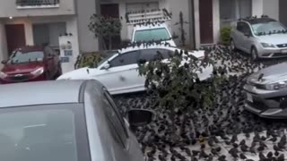 Mexico 🇲🇽 where thousands of birds are gathering in the streets