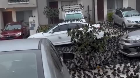 Mexico 🇲🇽 where thousands of birds are gathering in the streets