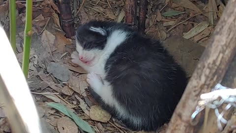 One week old kitten