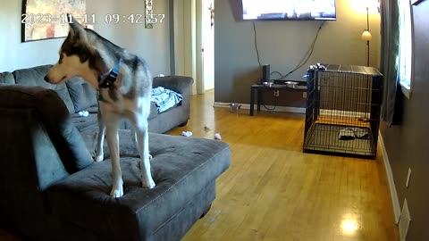 Husky Rips Couch Apart