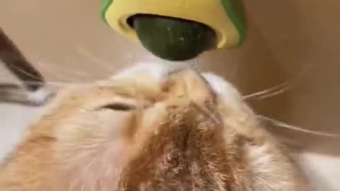 Cat toy 🥑#foryou #cat #catlover #petlover #catsoftiktok #catnip #funny #asrm #foryoupage #petsupplies #fypシ