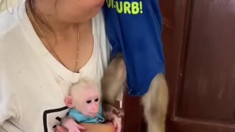 Monkey same like human