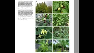 Plant Culture 02 Sahara African Vegetable Diversity