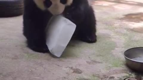 Giant Panda: Bingbing, play ~ 🐼