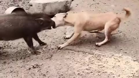 Dog vs pig fight