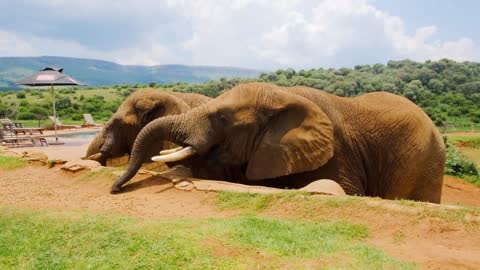 Elephants eating grains