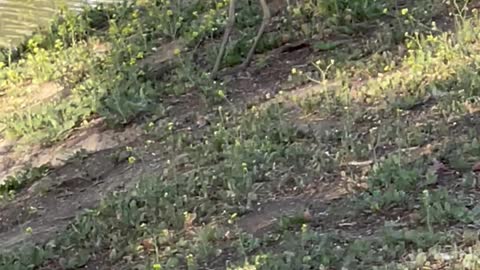 Bird Swallows Squirrel Whole