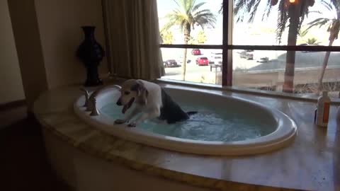 Pampered Beagle enjoys Vegas penthouse suite