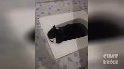 Essayer De Ne Pas Rire ✪ Vidéo De Chat À Mourir De Rire / Try Not To Laugh Cat Video To Die For