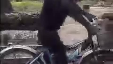 Monkey + Bicycle