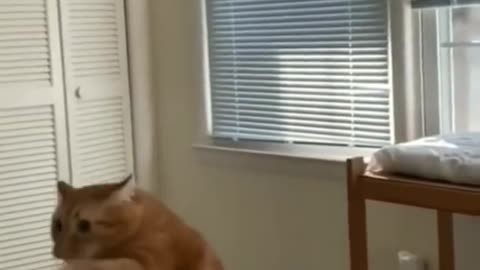 Cats funny videos 😜😜🤣