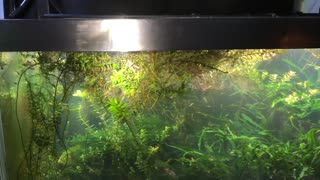 TOP 10 More Types of Unusual Floating Aquarium Plants NO Substrate Plants!