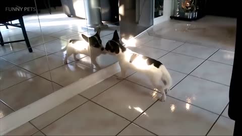 Dog vs Mirror