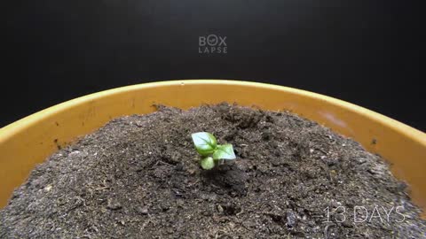 Growing CINNAMON BASIL Time Lapse - Seed to Flower in 69 Days