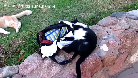 Amusing Video of an Egyptian Cat Playfully Attacking a Bag