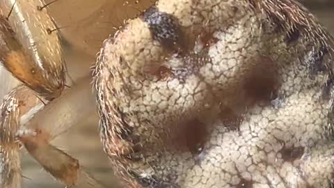 Mesmerizing Sight of Spider’s Beating Heart