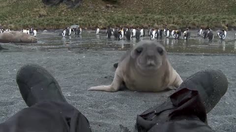 Curious Baby Seal Approaches Cameraman