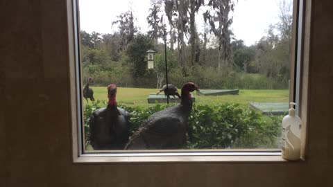 Curious turkeys examining house receive an alarming surprise