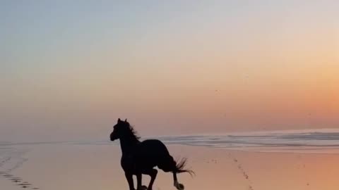 Horse running sea very fast