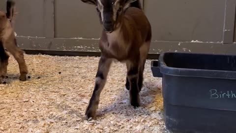 Cute baby of goat moving in house in search of food