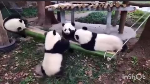 Panda's lovely family 😍