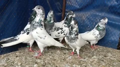 Sialkoti Beautiful pigeon breeder pair best flying